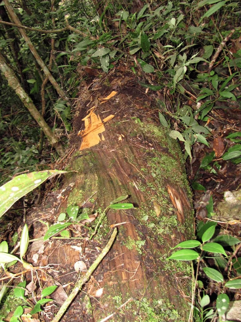 Đáng tiếc, bách vàng Việt Nam đang trên bờ vực tuyệt chủng. Nguyên nhân chủ yếu do tình trạng khai thác gỗ trái phép, bởi giá trị thương mại của gỗ bách vàng liên tục tăng cao. Ảnh: Internet