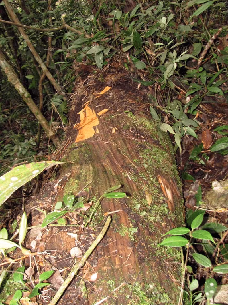 Đáng tiếc, bách vàng Việt Nam đang trên bờ vực tuyệt chủng. Nguyên nhân chủ yếu do tình trạng khai thác gỗ trái phép, bởi giá trị thương mại của gỗ bách vàng liên tục tăng cao. Ảnh: Internet