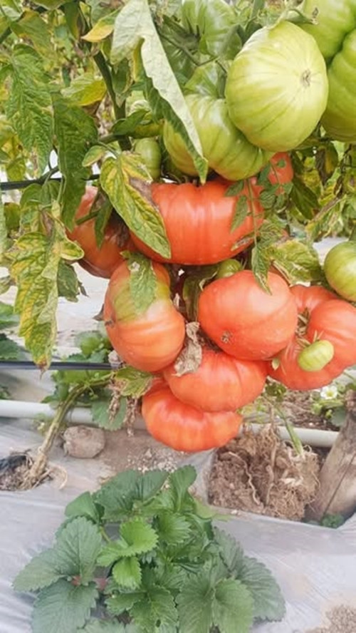 Trong khi cà chua thường giá từ 10.000 - 15.000 đồng/kg, cà chua múi giá dao động từ 20.000 - 45.000 đồng/kg. Ảnh: Facebook