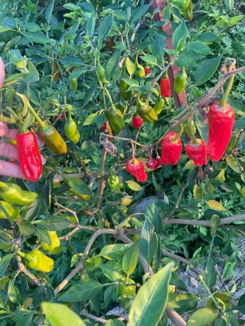 Giống ớt này chỉ thích hợp với điều kiện khí hậu mát mẻ, đặc biệt là ở những khe núi cao. Ảnh: Facebook