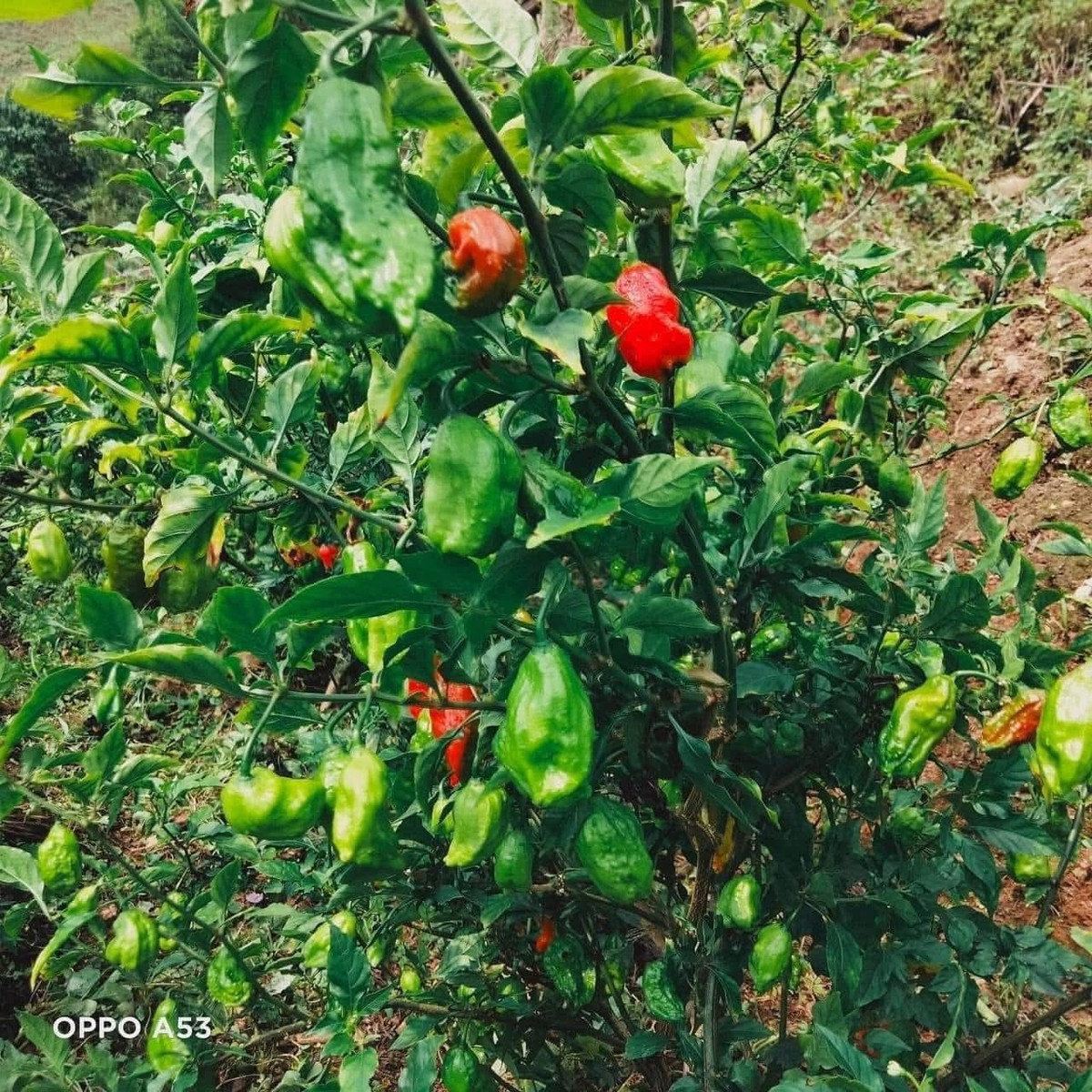 Dù đắt nhưng ớt trung đoàn hái đến đâu đều được mối buôn thu mua hết đến đó, thậm chí người dân không đủ ớt để bán. Ảnh: Internet