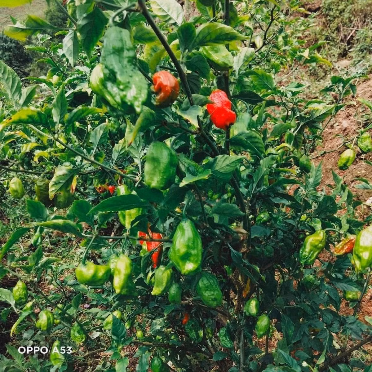 Dù đắt nhưng ớt trung đoàn hái đến đâu đều được mối buôn thu mua hết đến đó, thậm chí người dân không đủ ớt để bán. Ảnh: Internet