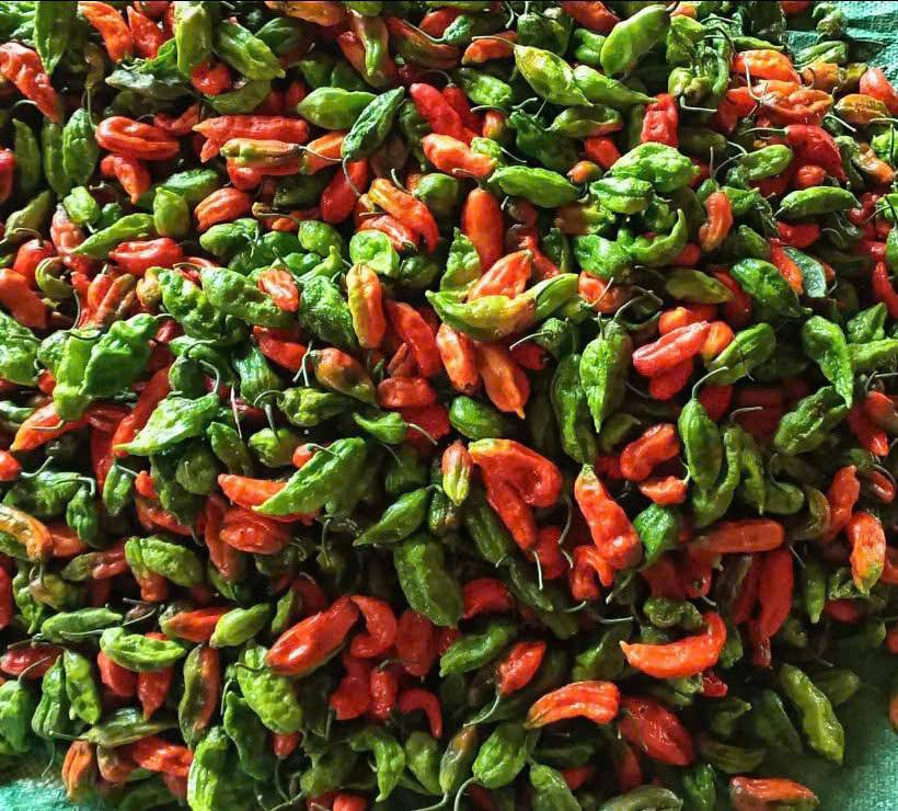 Những ai từng một lần nếm thử, vị cay và hương thơm của ớt trung đoàn dễ dàng để lại ấn tượng khó quên. Ảnh: Vietnamnet