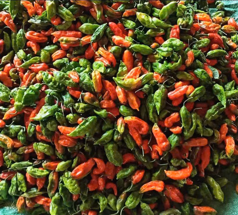 Những ai từng một lần nếm thử, vị cay và hương thơm của ớt trung đoàn dễ dàng để lại ấn tượng khó quên. Ảnh: Vietnamnet