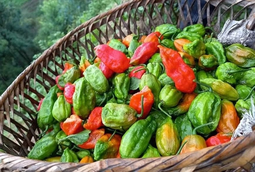 Ngoài độ cay "xé lưỡi", ớt trung đoàn còn có mùi thơm nồng nàn, khác biệt hoàn toàn với các giống ớt phổ biến khác. Ảnh: Facebook