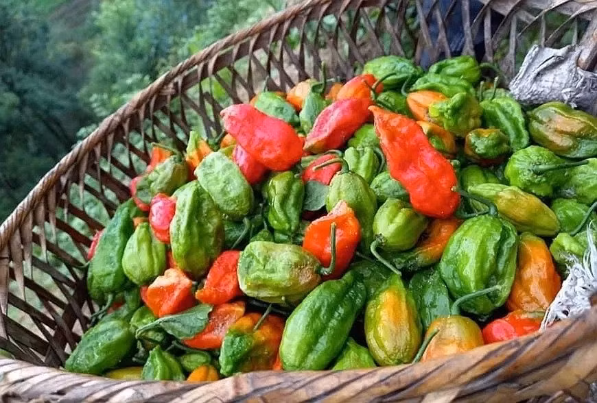 Ngoài độ cay "xé lưỡi", ớt trung đoàn còn có mùi thơm nồng nàn, khác biệt hoàn toàn với các giống ớt phổ biến khác. Ảnh: Facebook