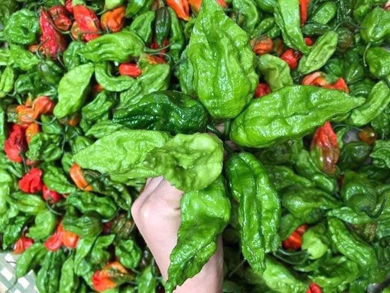 Trên thị trường, giá ớt trung đoàn dao động từ 250.000 đến 300.000 đồng/kg khiến nhiều người ngạc nhiên. Ảnh: Vietnamnet