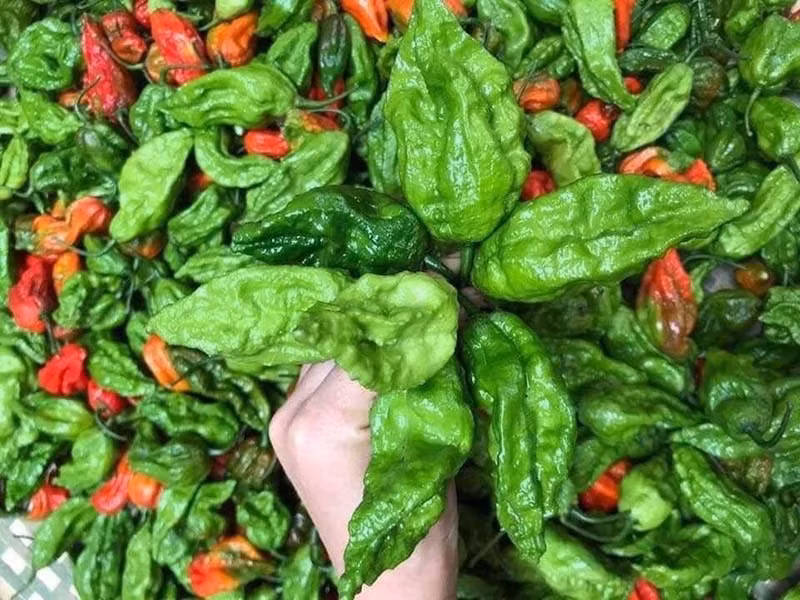 Trên thị trường, giá ớt trung đoàn dao động từ 250.000 đến 300.000 đồng/kg khiến nhiều người ngạc nhiên. Ảnh: Vietnamnet