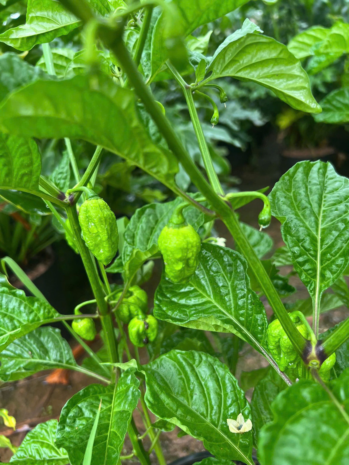 Tuy nhiên, ớt trung đoàn khá khó tính, không phải cứ trồng là “đúng chuẩn”. Ảnh: Vietnamnet