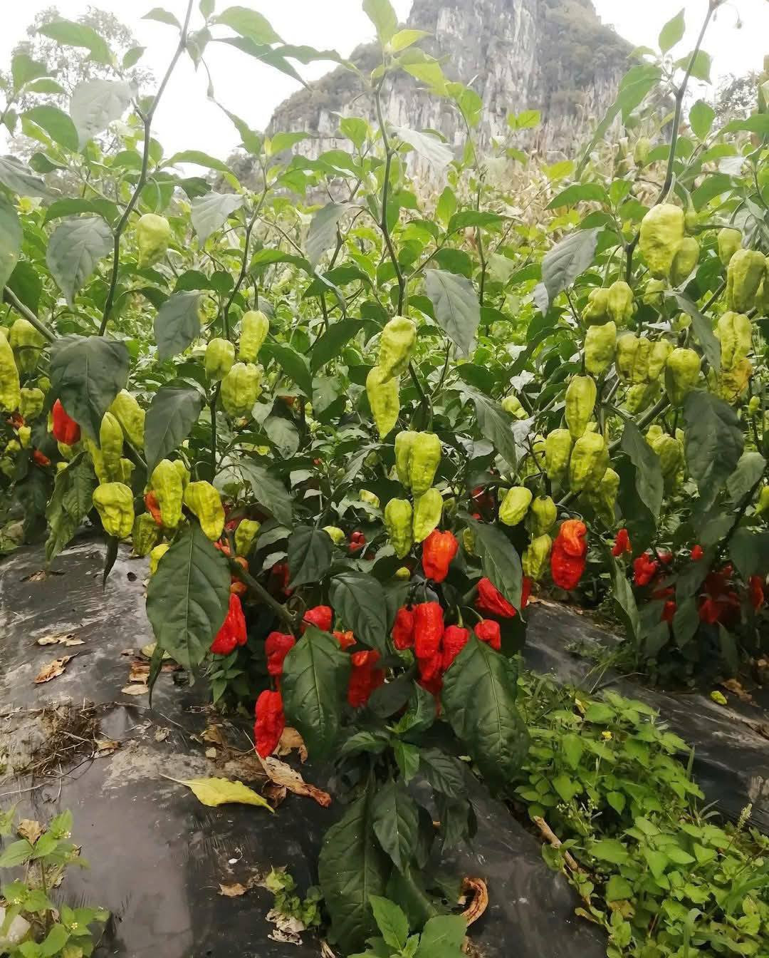 Nhưng vài năm gần đây, khi thương lái từ miền xuôi đổ về thu mua với giá cao, người dân địa phương bắt đầu mở rộng diện tích trồng, chuyển sang canh tác chuyên nghiệp hơn để cung ứng cho thị trường. Ảnh: Facebook