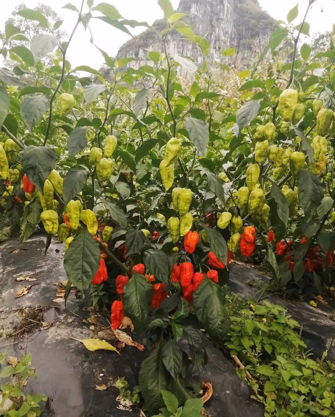 Nhưng vài năm gần đây, khi thương lái từ miền xuôi đổ về thu mua với giá cao, người dân địa phương bắt đầu mở rộng diện tích trồng, chuyển sang canh tác chuyên nghiệp hơn để cung ứng cho thị trường. Ảnh: Facebook