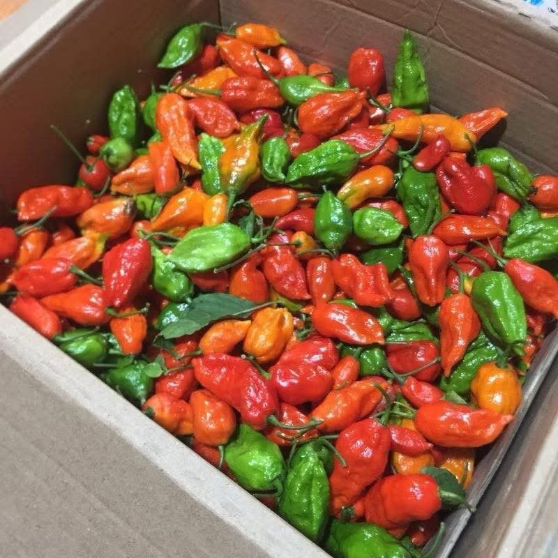  Ớt trung đoàn từng mọc hoang ở bìa rừng, ven suối, hoặc được người dân trồng với số lượng nhỏ để dùng trong nhà tại Mường Tè (Lai Châu). Ảnh: Facebook