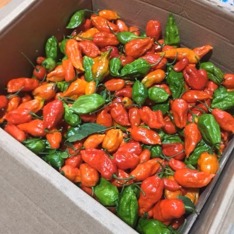  Ớt trung đoàn từng mọc hoang ở bìa rừng, ven suối, hoặc được người dân trồng với số lượng nhỏ để dùng trong nhà tại Mường Tè (Lai Châu). Ảnh: Facebook