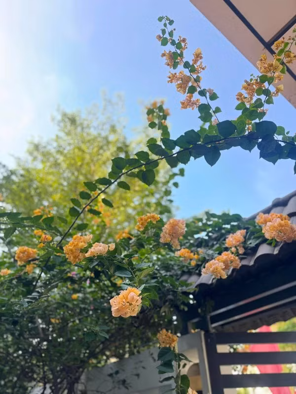 Hoa giấy nhẹ nhàng buông rủ trên cổng sắt cùng mảng tường phủ dây leo xanh mướt mắt. Ảnh: FBNV