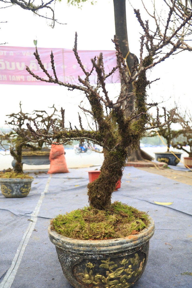 Giá mỗi gốc nhất chi mai bọc rêu dao động từ vài triệu đến hàng chục triệu đồng. Ảnh: Thiennhienmoitruong