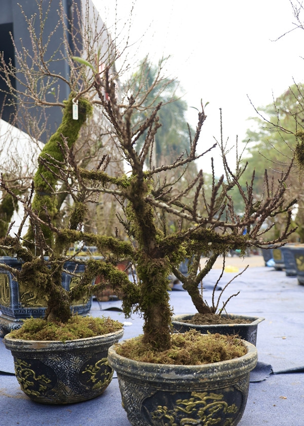 Điểm đặc biệt nhất của nhất chi mai là lúc tàn, cánh hoa dần chuyển sang sắc đỏ. Ảnh: Công Luận