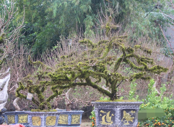 Không chỉ tại Hà Nội, nhất chi mai cuốn rêu cũng được bày bán trên các tuyến phố ở thành phố Vinh, Nghệ An. Ảnh: Dân Việt