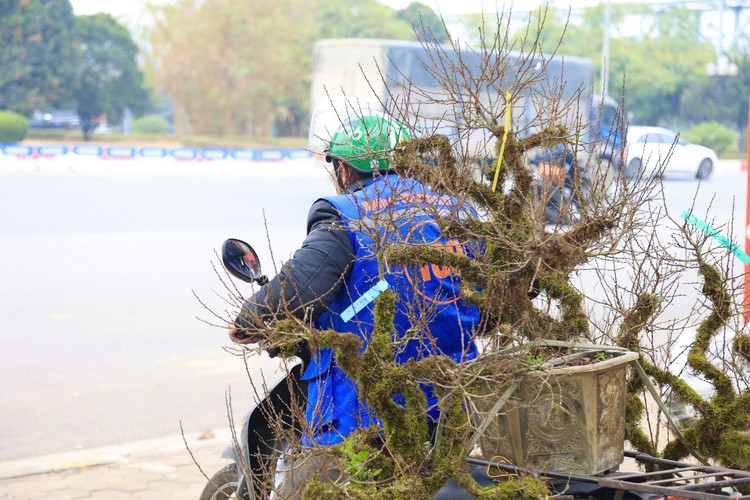 Nhất chi mai được vận chuyển đến địa chỉ theo đúng yêu cầu. Ảnh: Công Luận