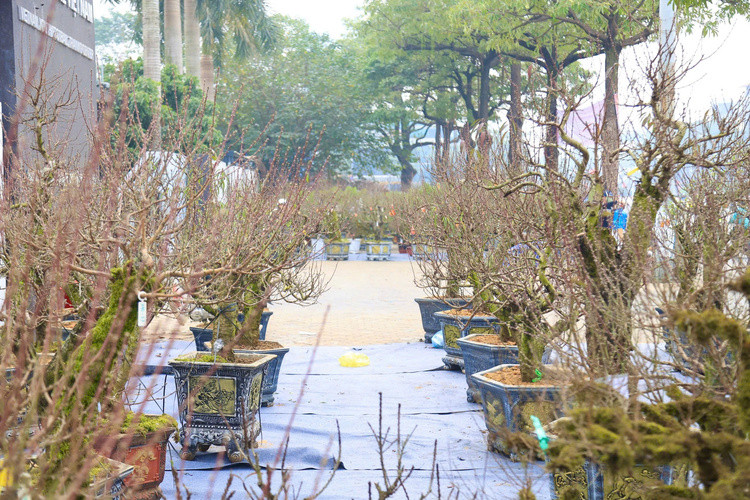 Trong đó, nhất chi mai trở thành lựa chọn yêu thích của người dân Hà Nội. Ảnh: Thiennhienmoitruong