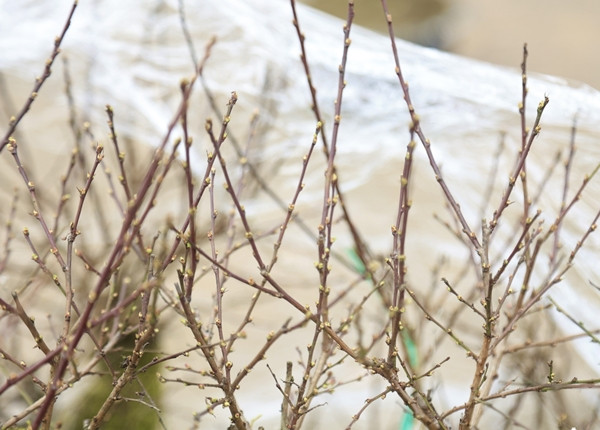 Nhất chi mai chuẩn bị nở hoa đón Tết Nguyên đán 2025. Ảnh: Công Luận