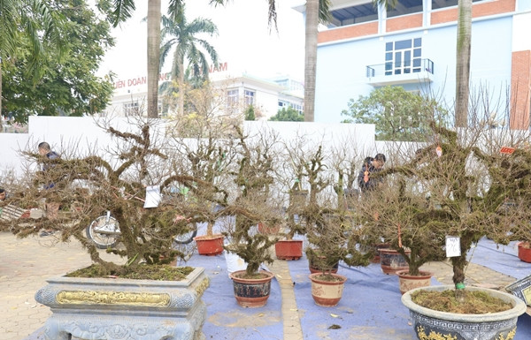 Theo các tiểu thương, hoa nhất chi mai bung nở thường có màu trắng muốt, cánh đều, xếp chồng lên nhau. Ảnh: Công Luận