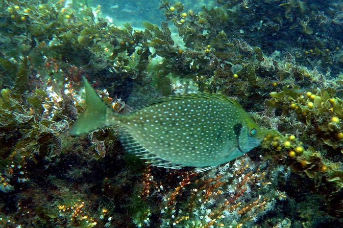 Mùi của cá da tron bắt nguồn từ lớp màng đen trong bụng cá. Lớp màng đen có mùi khó ngửi, do đó cá dìa trơn được gọi là “cá bụng hôi”. Ảnh: Fishes of Australia