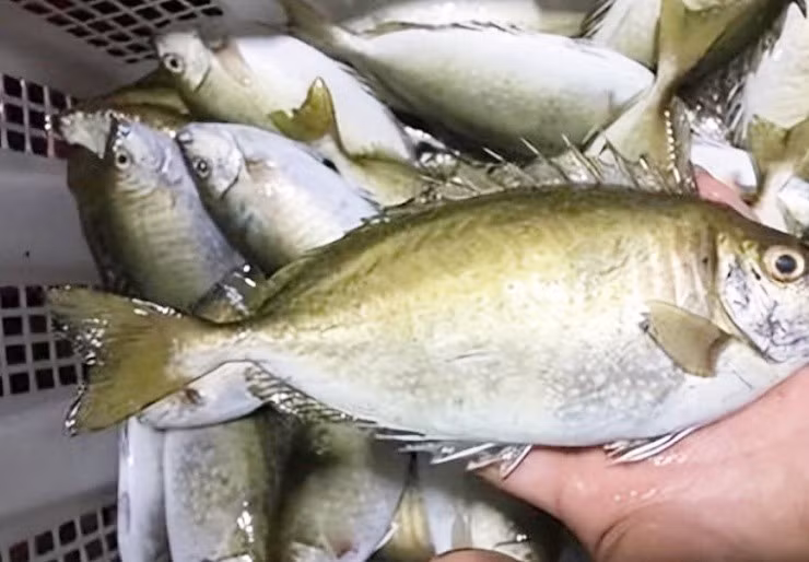 Sau này, cùng với sự phát triển của Internet, cá dìa trơn được biết đến nhiều hơn, thu hút sự chú ý của những thực khách sành ăn khiến giá của chúng tăng lên. Ảnh: Getty