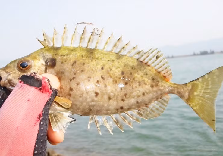 Trước kia, cá dìa trơn chỉ được dùng làm thực phẩm tại một số vùng thuộc Quảng Đông, Trung Quốc. Ảnh: Getty