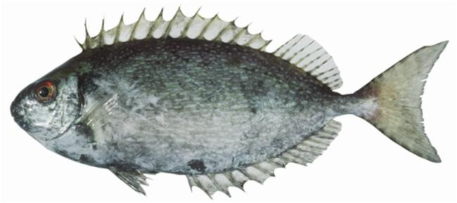 Cá dìa trơn được ưa chuộng nhờ thịt tươi ngon. Tuy nhiên, cá dìa trơn có một mùi hôi đặc trưng trên cơ thể. Ảnh: Atlas of Living