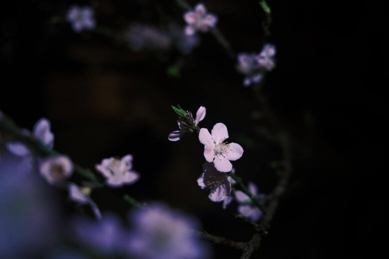 Lý Quí Khánh dành tình yêu đặc biệt cho hoa đào 5 cánh. Ảnh: FB Lý Quí Khánh