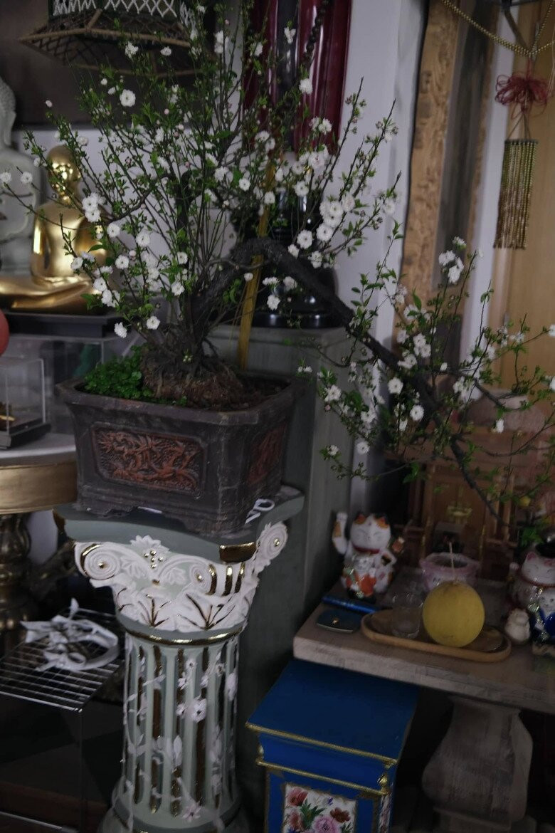 Cành mai trắng làm tăng thêm vẻ đẹp của căn phòng. Ảnh: FB Lý Quí Khánh