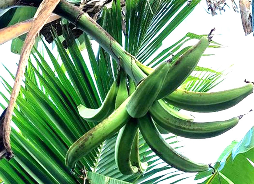 Chuối tá quạ là đặc sản của vùng đất Cầu Kè (Trà Vinh). Một buồng chuối tá quạ thông thường chỉ có 1 – 2 nải, mỗi nải nhiều nhất cũng chỉ được khoảng 10 trái. Ảnh: Dân Việt