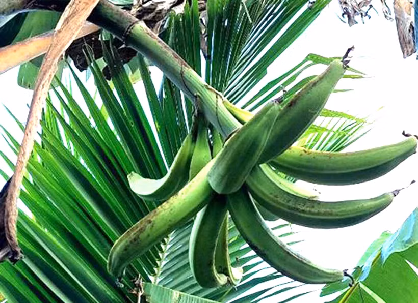 Chuối tá quạ là đặc sản của vùng đất Cầu Kè (Trà Vinh). Một buồng chuối tá quạ thông thường chỉ có 1 – 2 nải, mỗi nải nhiều nhất cũng chỉ được khoảng 10 trái. Ảnh: Dân Việt