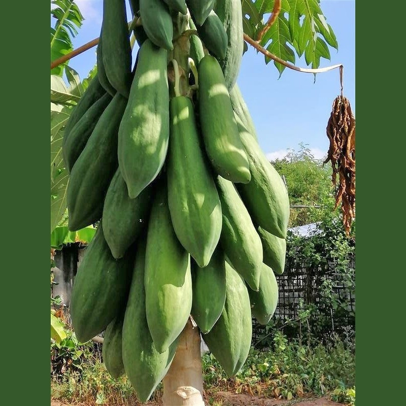 Trái đu đủ vừa to, đẹp vừa ngon ngọt nên rất được ưa chuộng trên thị trường. Trái cây khổng lồ giúp nguồn thu nhập gia đình ông tăng lên đáng kể. Ảnh: Hatgiongphuongnam