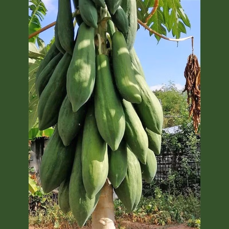 Trái đu đủ vừa to, đẹp vừa ngon ngọt nên rất được ưa chuộng trên thị trường. Trái cây khổng lồ giúp nguồn thu nhập gia đình ông tăng lên đáng kể. Ảnh: Hatgiongphuongnam