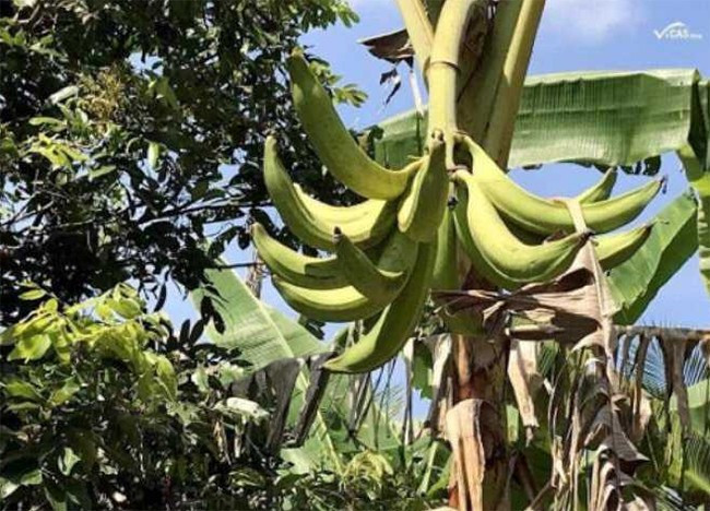Trước kia, giá chuối tá quạ từ 3.000-5.000 đồng/trái (tùy kích cỡ), nhưng năm 2023, giá chuối tá quạ tăng thêm từ 2.000 - 3.000 đồng/trái; loại I dao động 8.000 - 10.000 đồng/trái. Ảnh: Internet