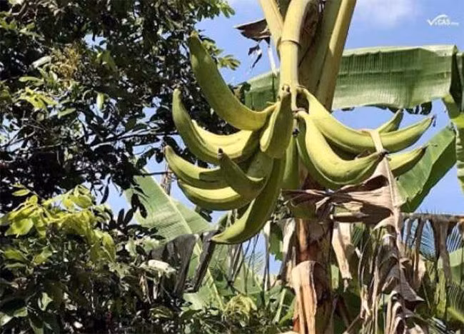 Trước kia, giá chuối tá quạ từ 3.000-5.000 đồng/trái (tùy kích cỡ), nhưng năm 2023, giá chuối tá quạ tăng thêm từ 2.000 - 3.000 đồng/trái; loại I dao động 8.000 - 10.000 đồng/trái. Ảnh: Internet