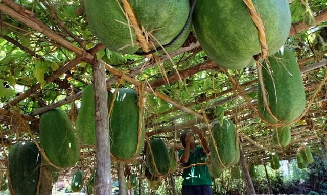Làng Chánh Trạch, Mỹ Thọ (Bình Định) nổi tiếng với những trái bí khổng lồ to hơn người, mỗi quả nặng tới 30 – 80kg. Ảnh: Vietnamnet