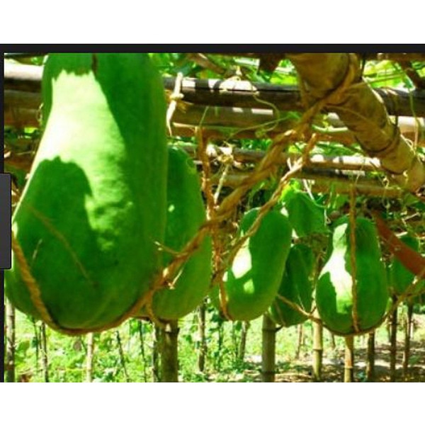 Bí đao khổng lồ loại cây trồng phổ biến ở địa phương, được trồng từ tháng 11 âm lịch và thu hoạch vào khoảng tháng 4 năm sau. Ảnh: Quy Nhơn Group Tour