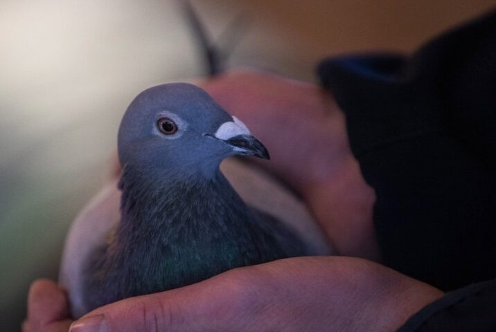 Họ sẵn sàng chi đậm để mua những chú chim chất lượng cao chỉ để làm giống. Ảnh: Econlife