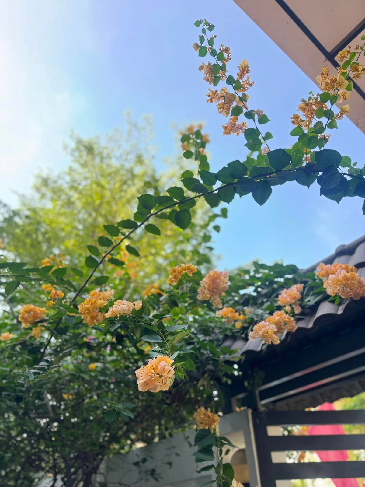 Hoa giấy nhẹ nhàng buông rủ trên cổng sắt cùng mảng tường phủ dây leo xanh mát. Ảnh: FB Ngọc Lan Nguyễn