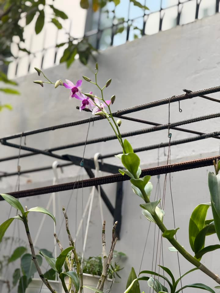 Chậu lan trong vườn cũng đã bắt đầu cho hoa. Ảnh: FB Ngọc Lan Nguyễn