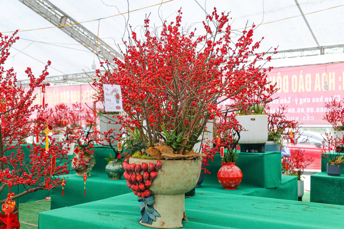 Những năm gần đây, đào đông xuất hiện nhiều dưới dạng những cành khô hoặc cành giả. Loại cây cảnh này được yêu thích bởi màu sắc đỏ đẹp, bắt mắt, phù hợp với không khí ngày Tết. Ảnh: Khánh Huy