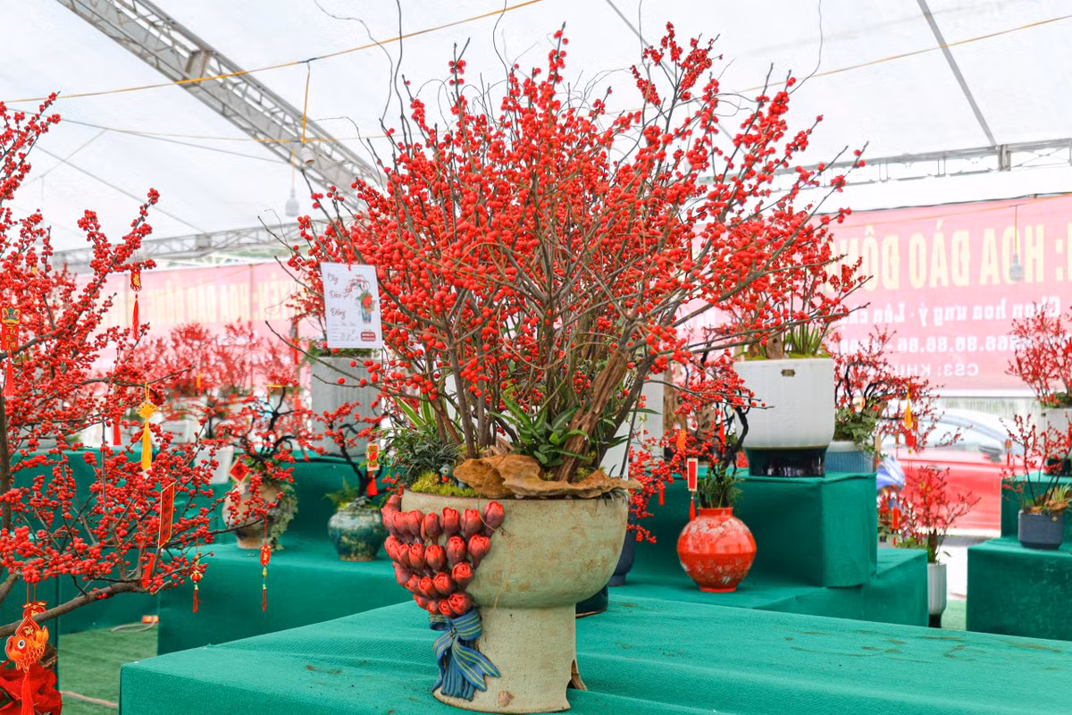 Những năm gần đây, đào đông xuất hiện nhiều dưới dạng những cành khô hoặc cành giả. Loại cây cảnh này được yêu thích bởi màu sắc đỏ đẹp, bắt mắt, phù hợp với không khí ngày Tết. Ảnh: Khánh Huy