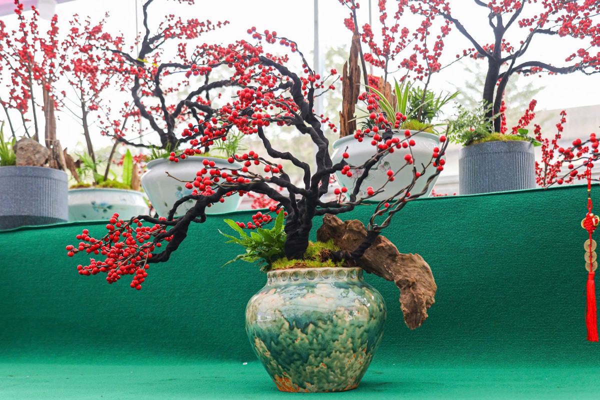 Những cây đào đông chưa lên chậu và chưa tạo dáng cầu kỳ có giá từ 1,5 triệu đến vài triệu đồng. . Ảnh: Khánh Huy