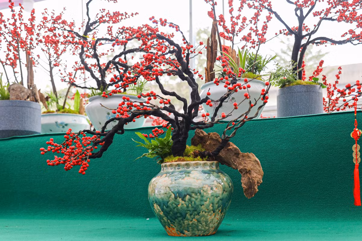 Những cây đào đông chưa lên chậu và chưa tạo dáng cầu kỳ có giá từ 1,5 triệu đến vài triệu đồng. . Ảnh: Khánh Huy