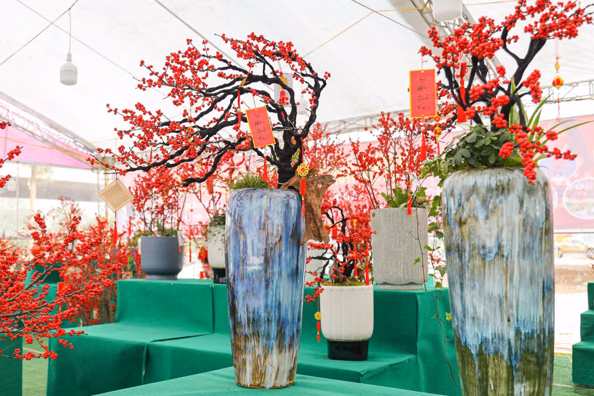 Cây đào đông (tên tiếng Anh là Winterberry). Đào đông được bày bán trên thị trường là loại được nhập khẩu từ Hà Lan, Trung Quốc hoặc Mỹ. . Ảnh: Khánh Huy