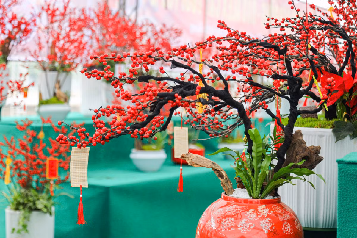 Năm nay, thị trường Hà Nội xuất hiện cây đào đông tươi để bàn có giá từ 3 - 7 triệu đồng/chậu. . Ảnh: Khánh Huy