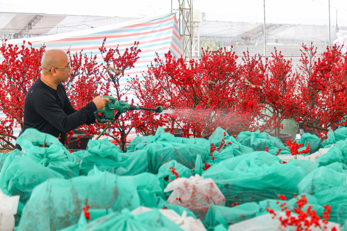 Nhiều người sẵn sàng bỏ ra một số tiền lớn để sở hữu một cây đào đông nhập khẩu đẹp. . Ảnh: Khánh Huy