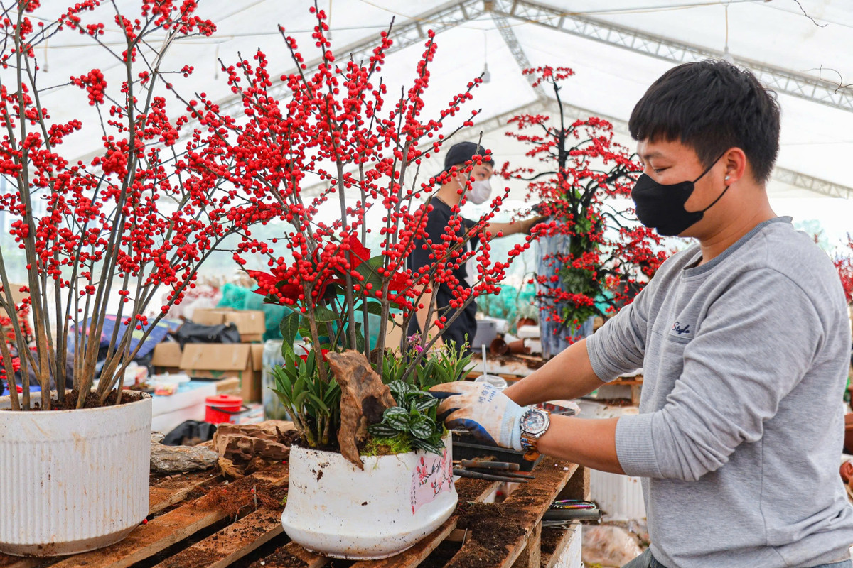 Đào đông đưa về được người thợ ghép và tạo dáng để hoàn thiện, phù hợp với thẩm mỹ của người dân. . Ảnh: Khánh Huy